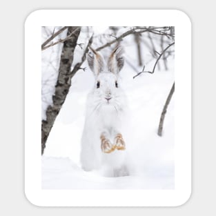 Snowshoe Hare in the snow Sticker